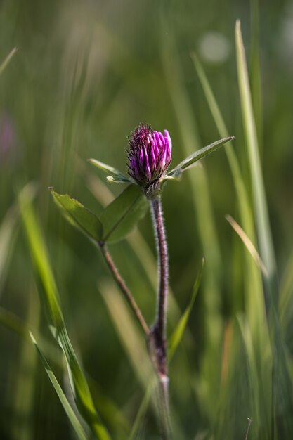 Nahaufnahme einer rosa Wildblume