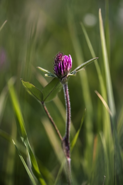 Nahaufnahme einer rosa Wildblume