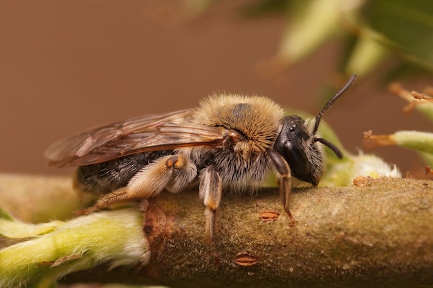 Nahaufnahme einer rotschwänzigen Bergbaubiene auf einer Weide