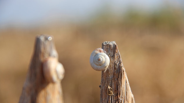 Nahaufnahme einer Schnecke auf einem Stück Holz