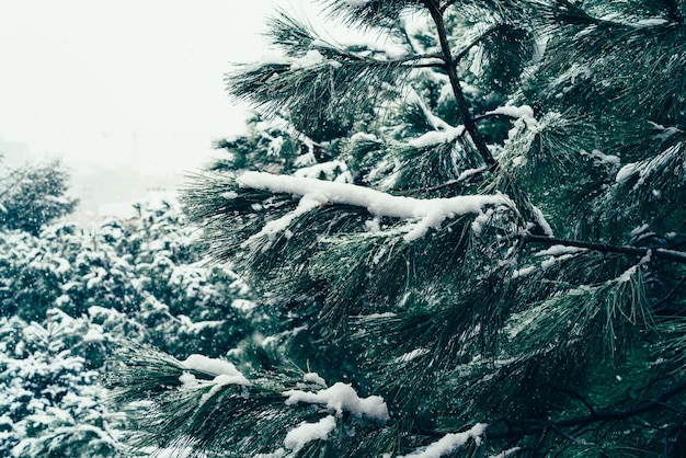 Kostenloses Foto nahaufnahme einer schneebedeckten kiefer