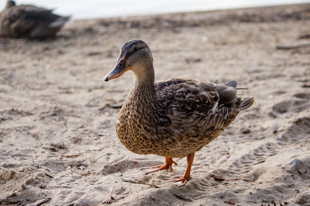 Nahaufnahme einer schönen Ente, die auf dem Sand nahe dem Meer geht