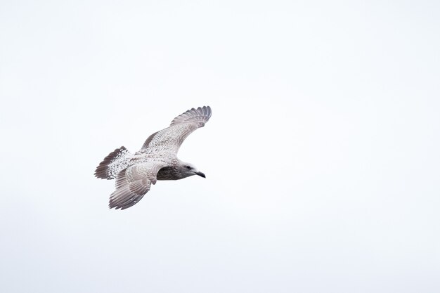 Nahaufnahme einer schönen jugendlichen Great Black Backed Gull, die gegen einen weißen Himmel fliegt