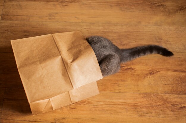 Nahaufnahme einer schönen Katze, die sich in einer Papiertüte versteckt