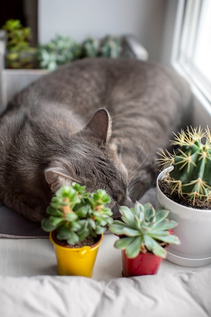 Kostenloses Foto nahaufnahme einer schönen katze