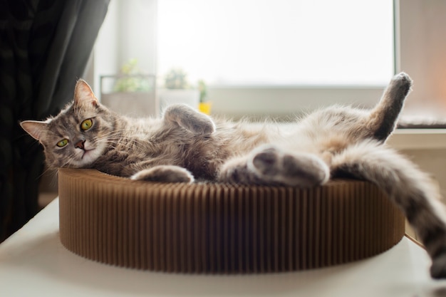 Nahaufnahme einer schönen Katze