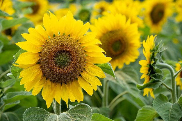 Nahaufnahme einer schönen Sonnenblume in einem Sonnenblumenfeld
