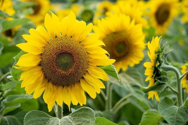 Nahaufnahme einer schönen Sonnenblume in einem Sonnenblumenfeld