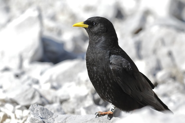 Nahaufnahme einer schwarzen Amsel