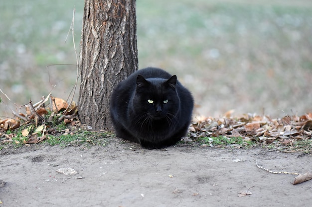 Nahaufnahme einer schwarzen Katze nahe dem Baum