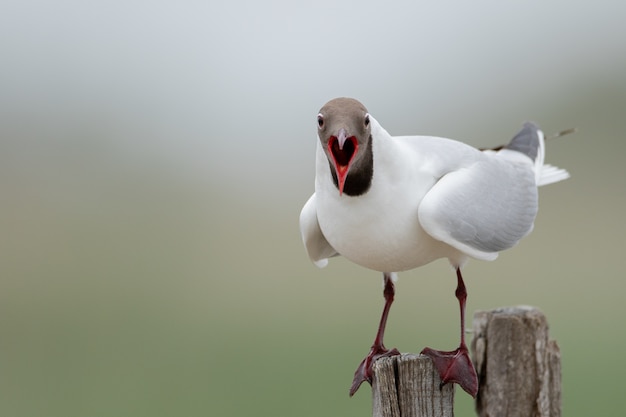 Kostenloses Foto nahaufnahme einer schwarzköpfigen möwe auf dem stück holz