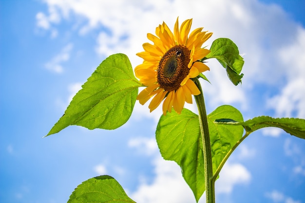 Nahaufnahme einer Sonnenblume gegen den blauen Himmel