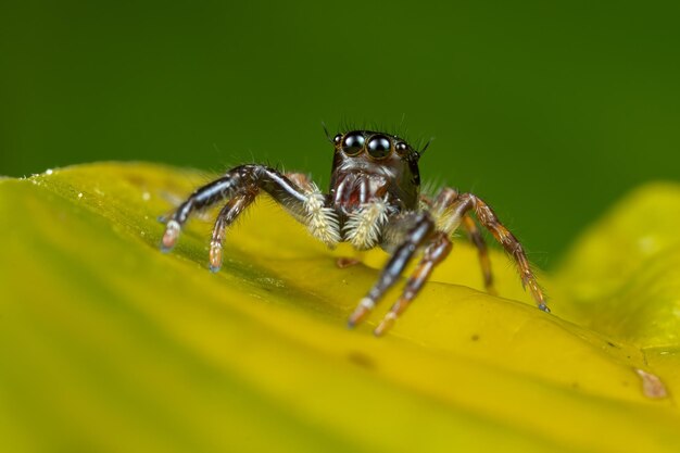 Nahaufnahme einer Spinne auf dem gelben Blatt