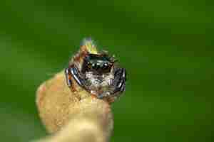 Kostenloses Foto nahaufnahme einer spinne auf dem zweig mit verschwommenem hintergrund