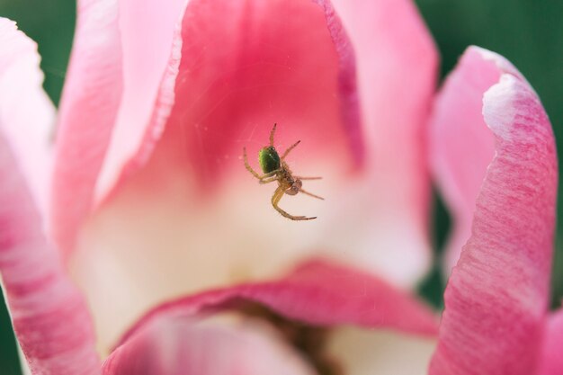 Nahaufnahme einer Spinne auf Nest mit rosa Tulpenblume
