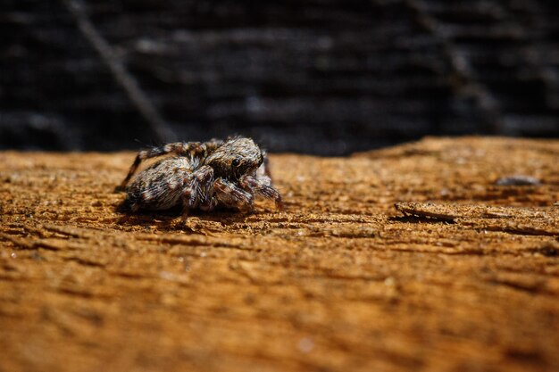 Nahaufnahme einer Spinne, die auf einer braunen Oberfläche kriecht