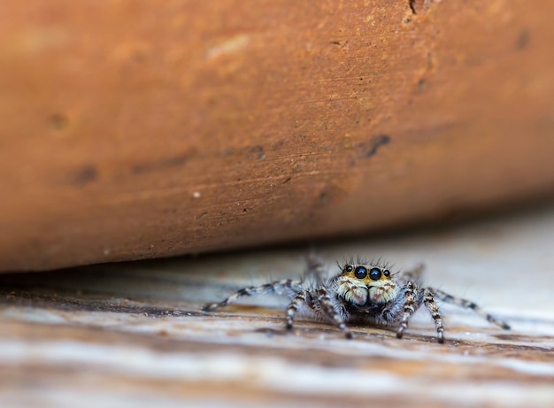 Nahaufnahme einer springenden Spinne