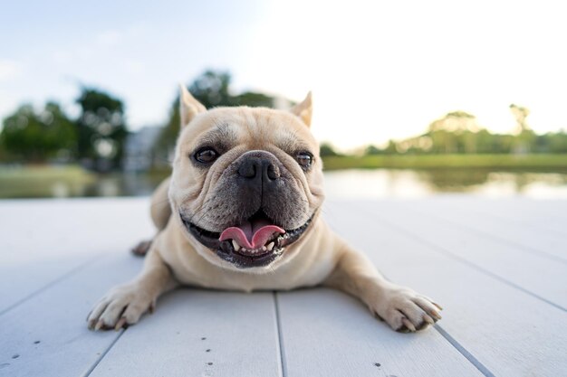 Nahaufnahme einer süßen französischen Bulldogge auf einem Holzhafen