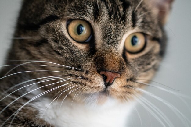 Nahaufnahme einer süßen Hauskatze mit faszinierenden Augen, die in die Kamera schaut