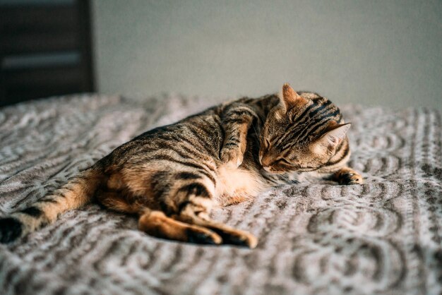 Nahaufnahme einer süßen schlafenden Bengalkatze