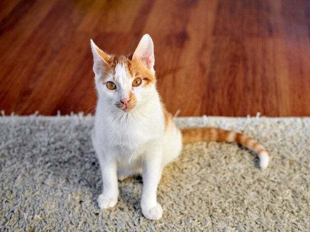 Nahaufnahme einer süßen weiß-und-ingwerfarbenen Tabby-Katze, die auf dem Teppich sitzt