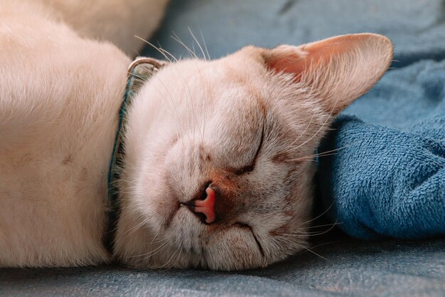 Nahaufnahme einer süßen weißen Katze, die mit geschlossenen Augen auf dem Sofa schläft
