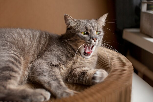 Nahaufnahme einer verschlafenen schönen Katze