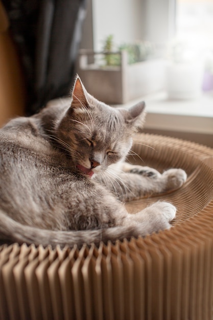 Nahaufnahme einer verschlafenen schönen Katze