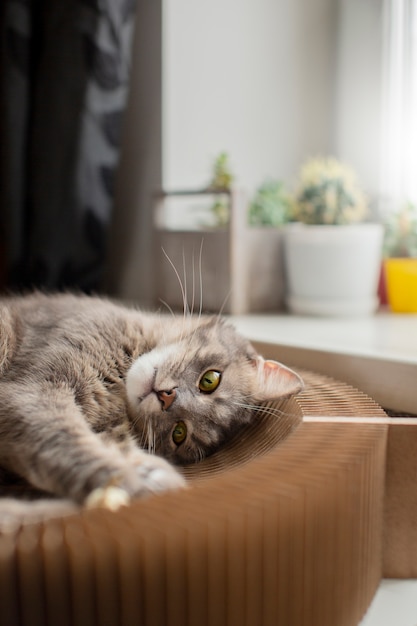 Nahaufnahme einer verschlafenen schönen Katze