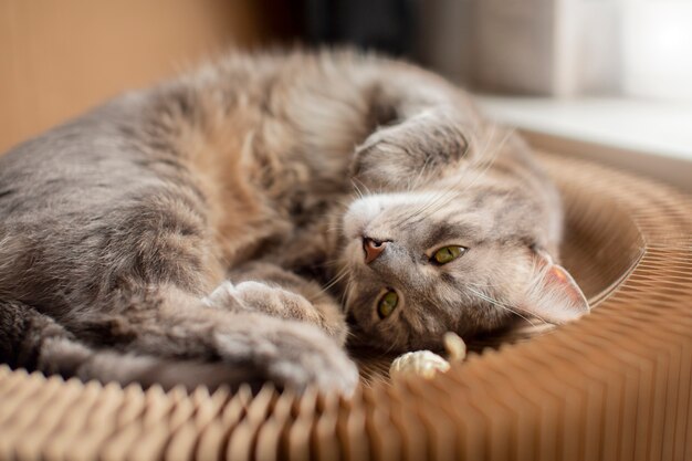 Nahaufnahme einer verschlafenen schönen Katze