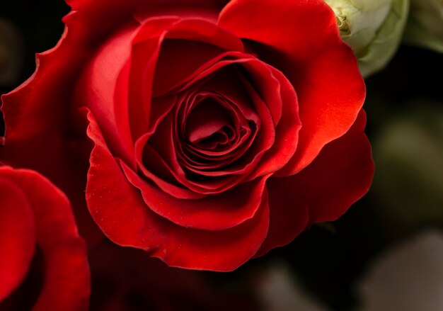 Nahaufnahme einer wunderschön geblühten Rosenblume