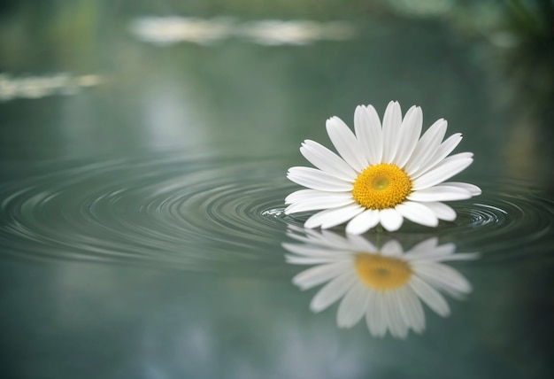 Kostenloses Foto nahaufnahme einer wunderschönen blume