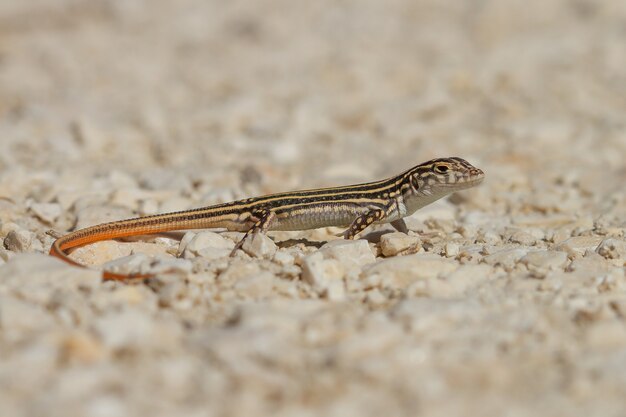 Nahaufnahme eines Acanthodactylus erythrurus Eidechse in Spanien