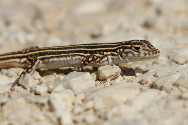 Nahaufnahme eines Acanthodactylus erythrurus Eidechse in Spanien