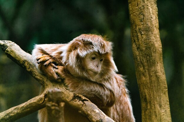Nahaufnahme eines Affen mit braunen Haaren, der nach unten schaut, während er sich auf einem hohen Ast ausruht