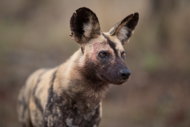 Kostenloses Foto nahaufnahme eines afrikanischen wilden hundes mit einem unscharfen hintergrund