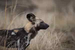 Kostenloses Foto nahaufnahme eines afrikanischen wildhundes