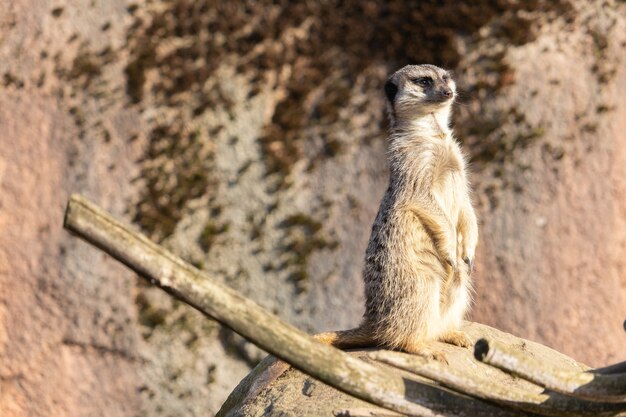 Nahaufnahme eines alarmierten Erdmännchens, das auf einem Felsen steht