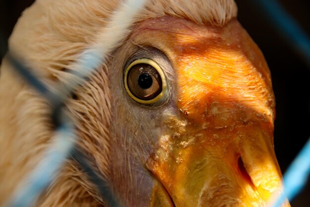 Nahaufnahme eines Ara-Vogelkopfes und -Auges