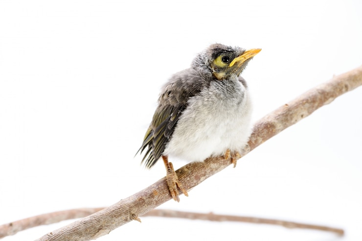 Kostenlose Foto nahaufnahme eines babys laute bergmann auf weißem hintergrund. ein australischer einheimischer vogel