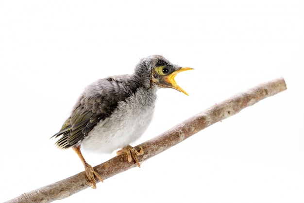 Kostenloses Foto nahaufnahme eines babys laute bergmann auf weißem hintergrund. ein australischer einheimischer vogel