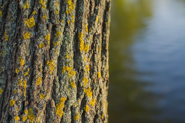 Nahaufnahme eines Baumstammes mit See Hintergrund