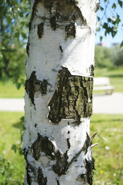 Kostenloses Foto nahaufnahme eines baumstammes mit weißer rinde