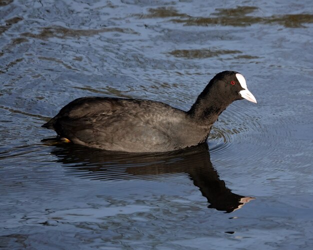 Nahaufnahme eines Blässhuhns, der in einem Teich schwimmt