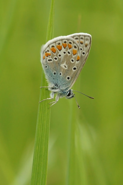 Nahaufnahme eines blauen Ikarus-Schmetterlings