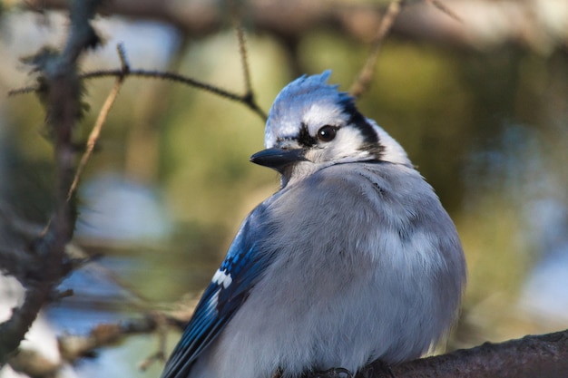 Kostenloses Foto nahaufnahme eines blauen jay, der auf einem ast unter dem sonnenlicht thront