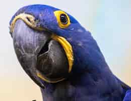 Kostenloses Foto nahaufnahme eines blauen und gelben papageis