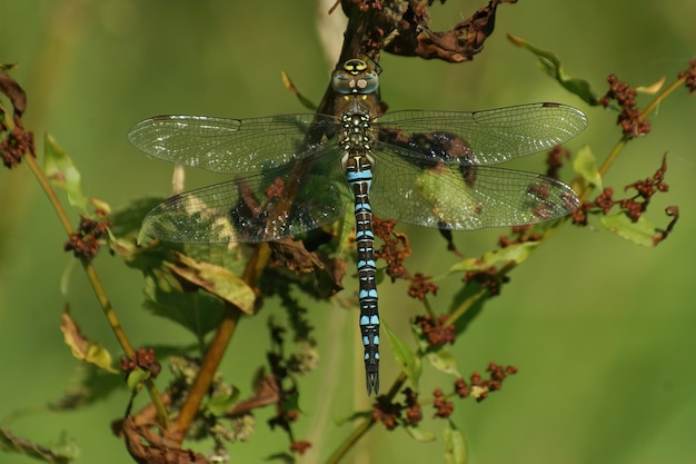 Nahaufnahme eines blauen Wanderhändlers, der auf einem Ast sitzt