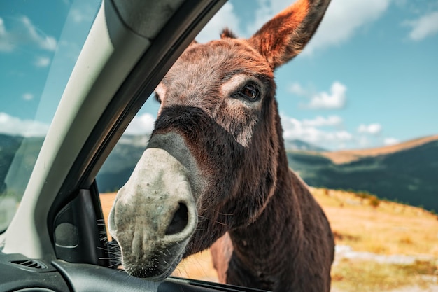 Nahaufnahme eines braunen Esels, der vom Beifahrersitz eines Autos gefangen wurde