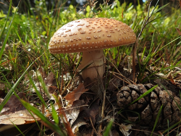 Nahaufnahme eines braunen Fliegenpilzpilzes auf grasbewachsenem Waldboden